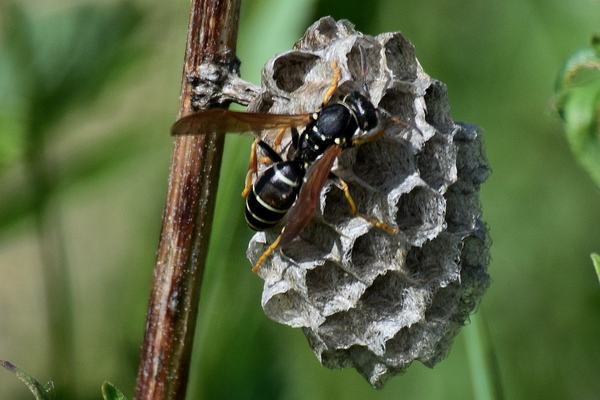 Polistes albellus